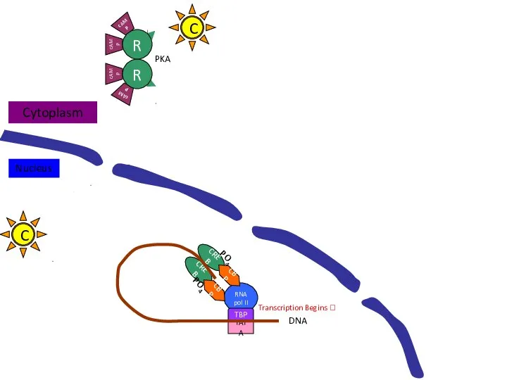 RNA pol II C C PKA R R TATA TBP DNA