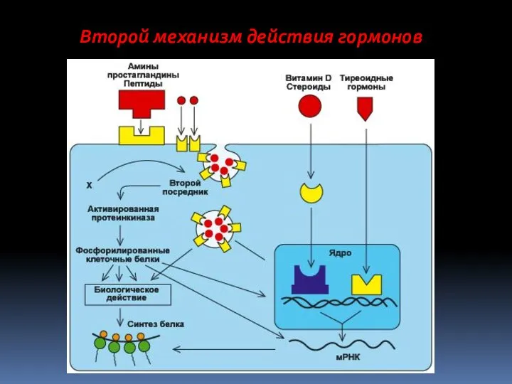 Второй механизм действия гормонов