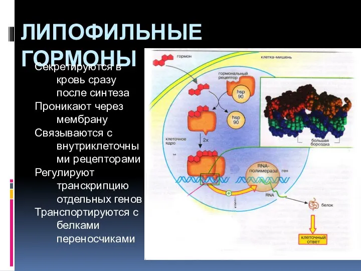 Липофильные гормоны Секретируются в кровь сразу после синтеза Проникают через мембрану