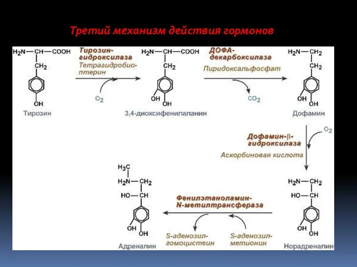 Третий механизм действия гормонов