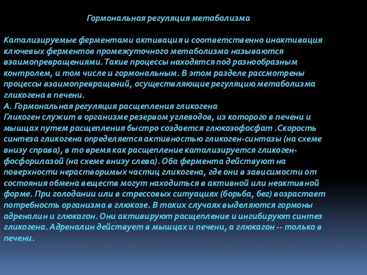 Гормональная регуляция метаболизма Катализируемые ферментами активация и соответственно инактивация ключевых ферментов