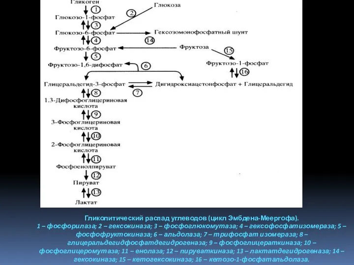 Гликолитический распад углеводов (цикл Эмбдена-Меергофа). 1 – фосфорилаза; 2 – гексокиназа;