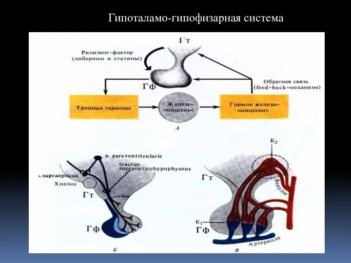 Гипоталамо-гипофизарная система