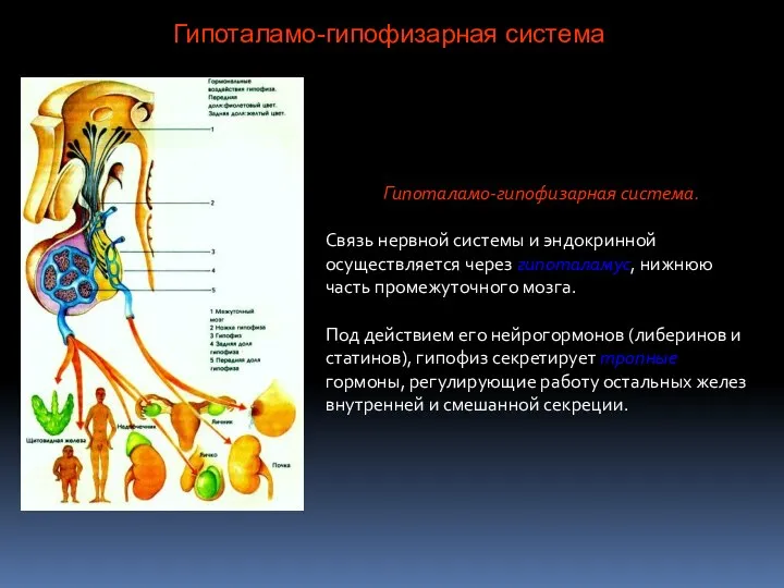 Гипоталамо-гипофизарная система. Связь нервной системы и эндокринной осуществляется через гипоталамус, нижнюю