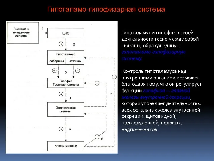 Гипоталамус и гипофиз в своей деятельности тесно между собой связаны, образуя