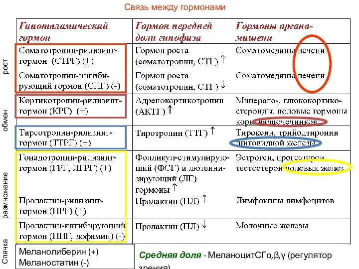 Связь между гормонами Средняя доля - МеланоцитСГ,, (регулятор зрения) Меланолиберин (+)