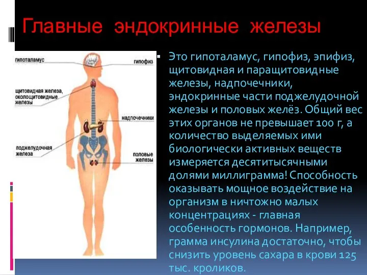 Главные эндокринные железы Это гипоталамус, гипофиз, эпифиз, щитовидная и паращитовидные железы,