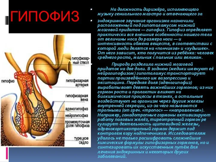 ГИПОФИЗ На должность дирижёра, исполняющего музыку гениального маэстро и отвечающего за