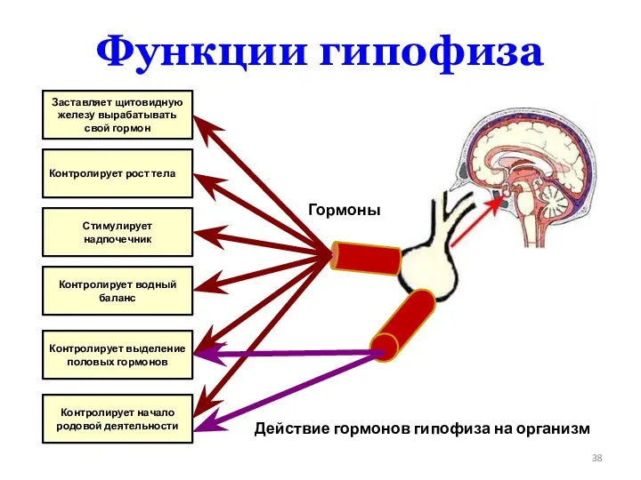 Функции гипофиза Заставляет щитовидную железу вырабатывать свой гормон Контролирует рост тела