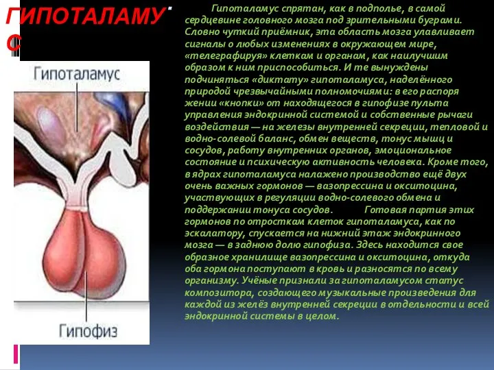 ГИПОТАЛАМУС Гипоталамус спрятан, как в подполье, в самой сердцевине головного мозга