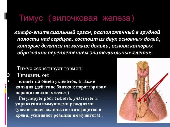 лимфо-эпителиальный орган, расположенный в грудной полости над сердцем. состоит из двух