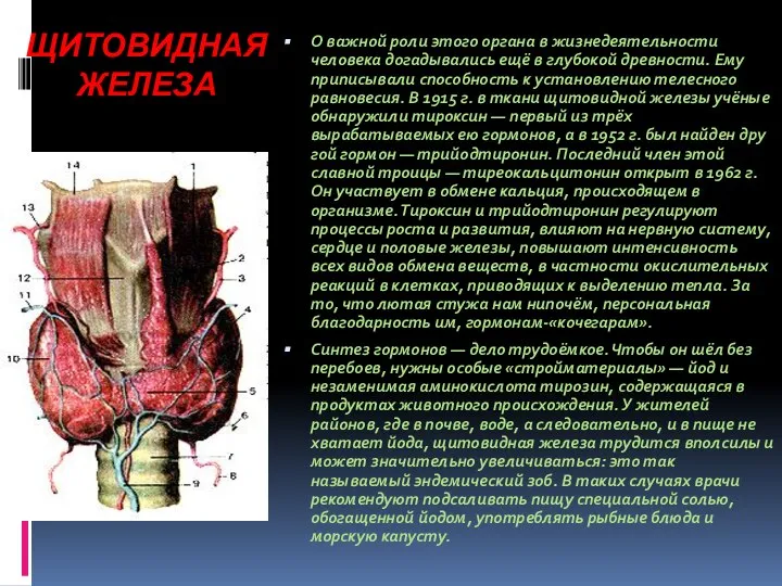 ЩИТОВИДНАЯ ЖЕЛЕЗА О важной роли этого органа в жизнедеятельности человека догады­вались