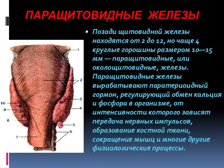 ПАРАЩИТОВИДНЫЕ ЖЕЛЕЗЫ Позади щитовидной железы находятся от 2 до 12, но