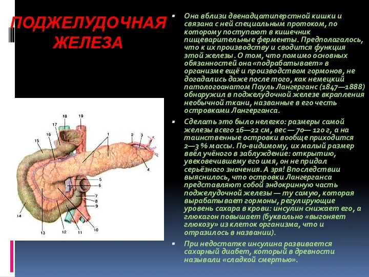 ПОДЖЕЛУДОЧНАЯ ЖЕЛЕЗА Она вблизи двенадцатиперстной кишки и связана с ней специальным