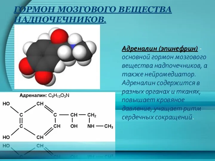 Гормон мозгового вещества надпочечников. Адреналин (эпинефрин) - основной гормон мозгового вещества