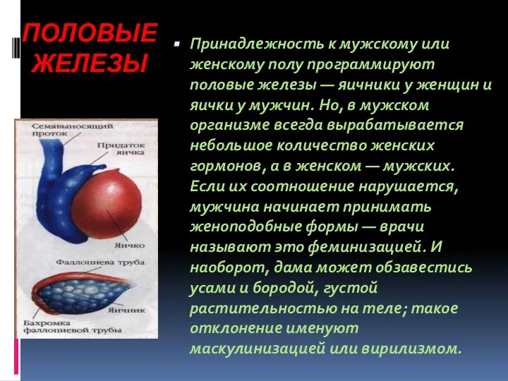 ПОЛОВЫЕ ЖЕЛЕЗЫ Принадлежность к мужскому или женскому полу программируют половые железы