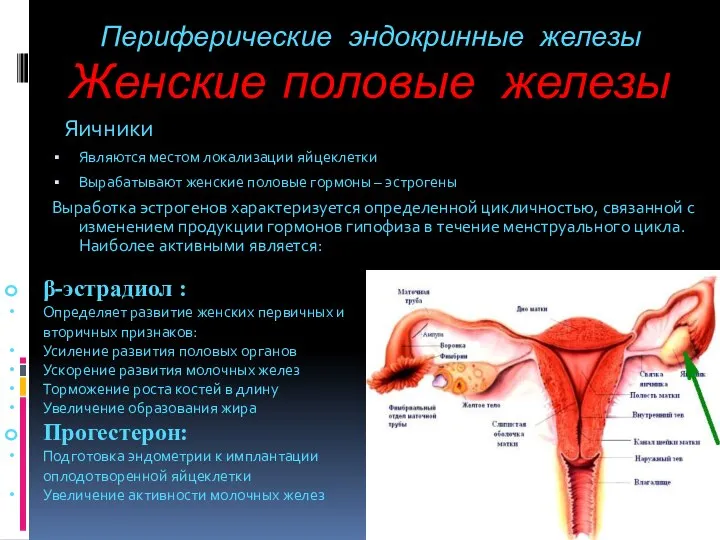 Периферические эндокринные железы Яичники Являются местом локализации яйцеклетки Вырабатывают женские половые