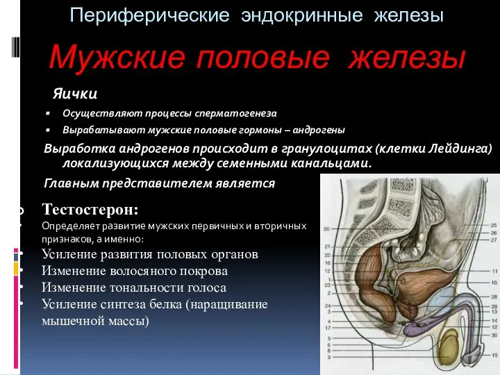 Периферические эндокринные железы Яички Осуществляют процессы сперматогенеза Вырабатывают мужские половые гормоны