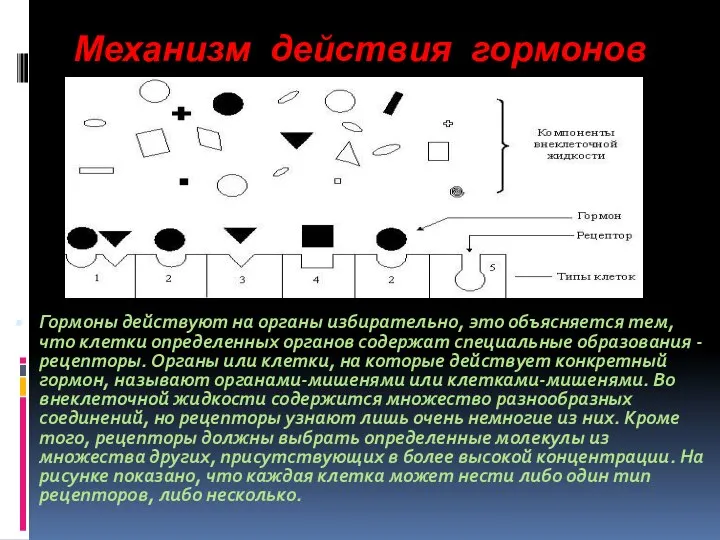 Механизм действия гормонов Гормоны действуют на органы избирательно, это объясняется тем,