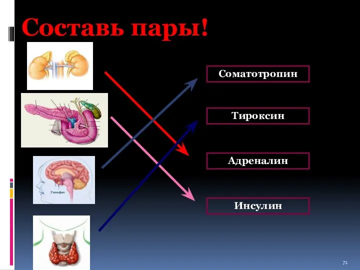 Составь пары! Соматотропин Тироксин Адреналин Инсулин