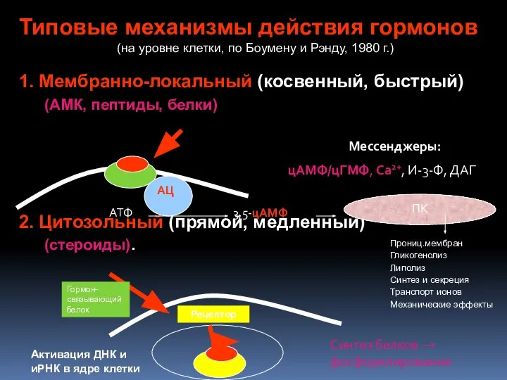 Типовые механизмы действия гормонов (на уровне клетки, по Боумену и Рэнду,