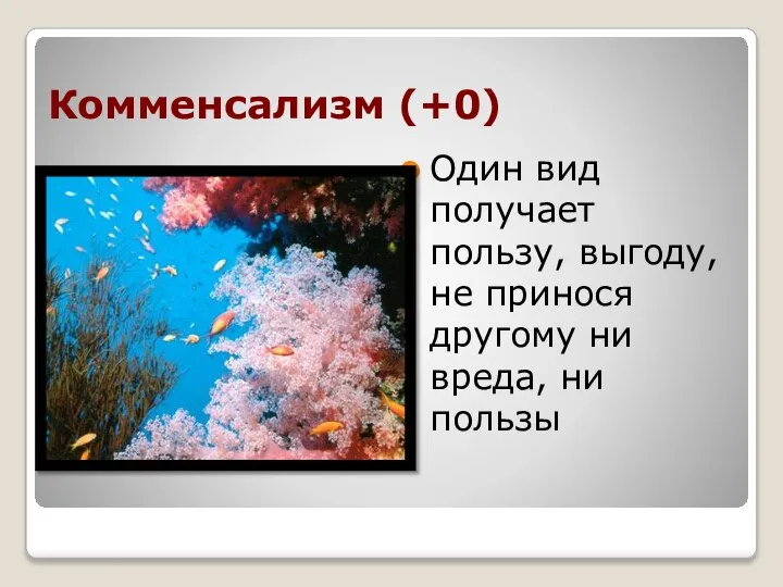 Комменсализм (+0) Один вид получает пользу, выгоду, не принося другому ни вреда, ни пользы