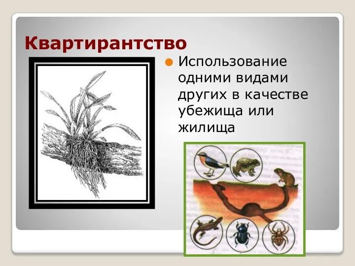 Квартирантство Использование одними видами других в качестве убежища или жилища