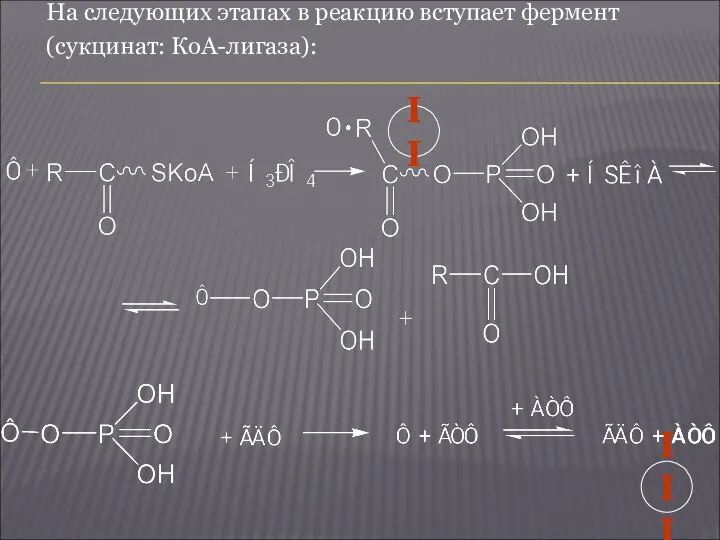 На следующих этапах в реакцию вступает фермент (сукцинат: КоА-лигаза): II III