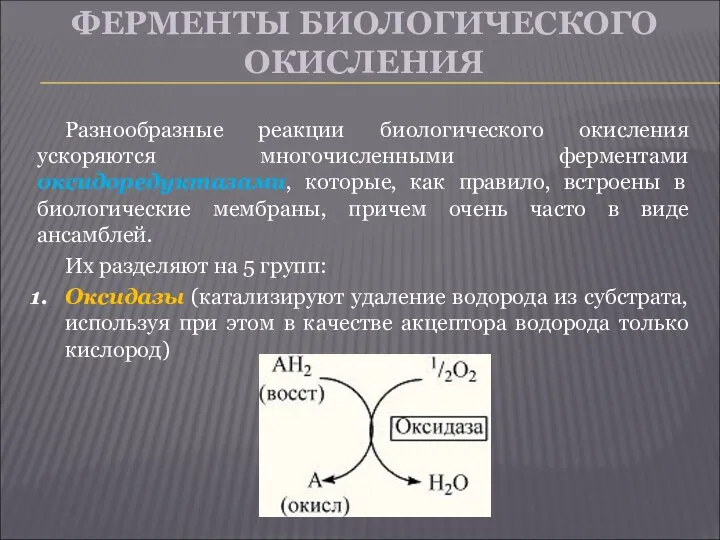 ФЕРМЕНТЫ БИОЛОГИЧЕСКОГО ОКИСЛЕНИЯ Разнообразные реакции биологического окисления ускоряются многочисленными ферментами оксидоредуктазами,