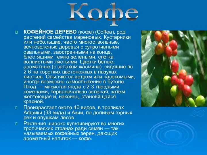 КОФЕЙНОЕ ДЕРЕВО (кофе) (Coffea), род растений семейства мареновых. Кустарники или небольшие,