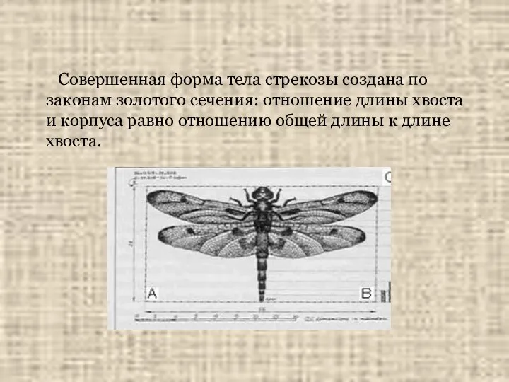 Совершенная форма тела стрекозы создана по законам золотого сечения: отношение длины