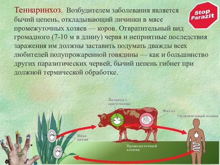 Тениаринхоз. Возбудителем заболевания является бычий цепень, откладывающий личинки в мясе промежуточных