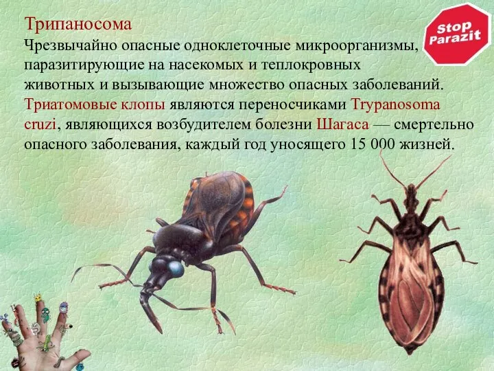 Трипаносома Чрезвычайно опасные одноклеточные микроорганизмы, паразитирующие на насекомых и теплокровных животных