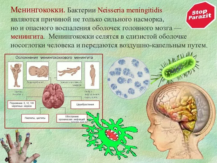 Менингококки. Бактерии Neisseria meningitidis являются причиной не только сильного насморка, но