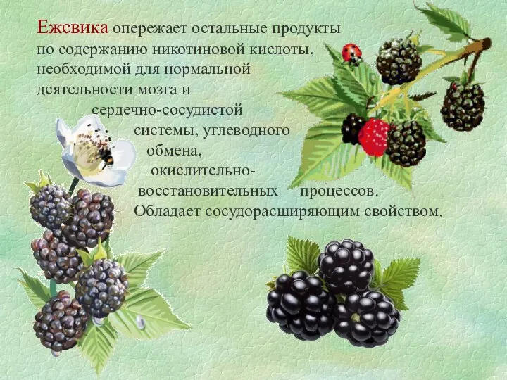 Ежевика опережает остальные продукты по содержанию никотиновой кислоты, необходимой для нормальной