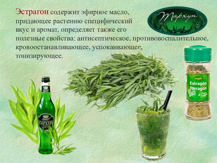 Эстрагон содержит эфирное масло, придающее растению специфический вкус и аромат, определяет