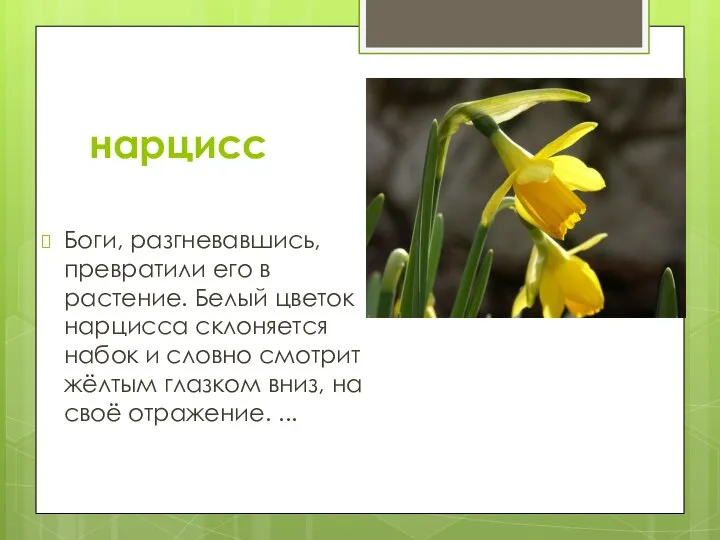 нарцисс Боги, разгневавшись, превратили его в растение. Белый цветок нарцисса склоняется