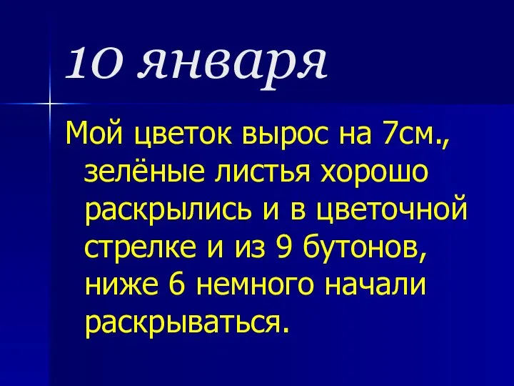 10 января Мой цветок вырос на 7см., зелёные листья хорошо раскрылись