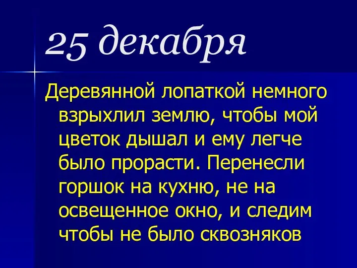 25 декабря Деревянной лопаткой немного взрыхлил землю, чтобы мой цветок дышал