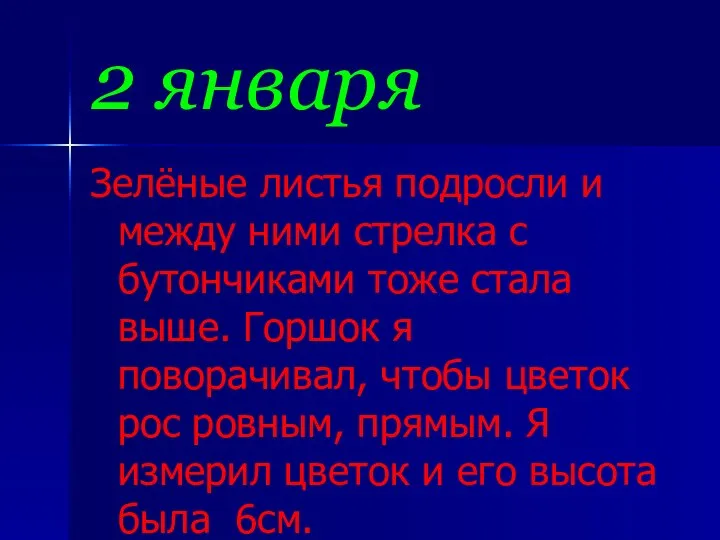 2 января Зелёные листья подросли и между ними стрелка с бутончиками