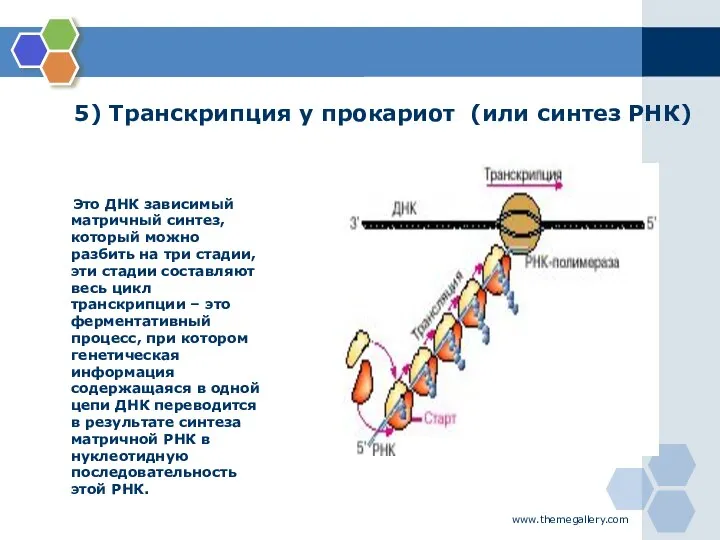 www.themegallery.com 5) Транскрипция у прокариот (или синтез РНК) Это ДНК зависимый