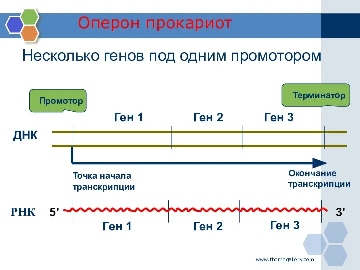 www.themegallery.com ДНК Промотор Терминатор Точка начала транскрипции Окончание транскрипции РНК Оперон