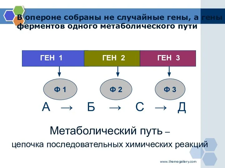 www.themegallery.com В опероне собраны не случайные гены, а гены ферментов одного