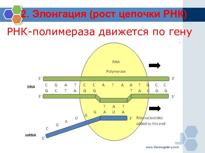 www.themegallery.com РНК-полимераза движется по гену 2. Элонгация (рост цепочки РНК)