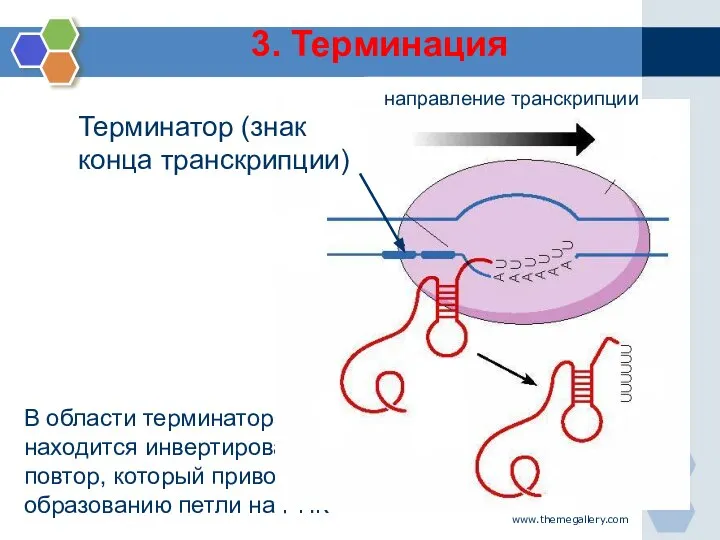 www.themegallery.com В области терминатора находится инвертированный повтор, который приводит к образованию