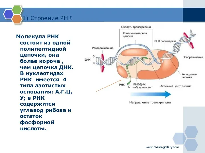 www.themegallery.com 1) Строение РНК Молекула РНК состоит из одной полипептидной цепочки,