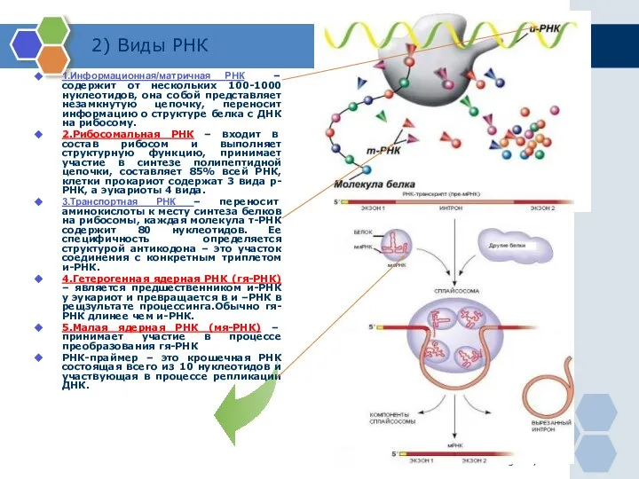 www.themegallery.com 2) Виды РНК 1.Информационная/матричная РНК – содержит от нескольких 100-1000