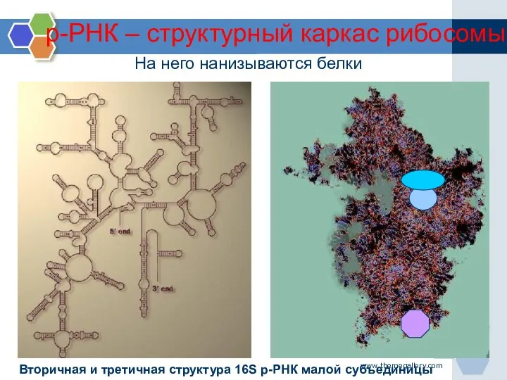 www.themegallery.com На него нанизываются белки Вторичная и третичная структура 16S р-РНК