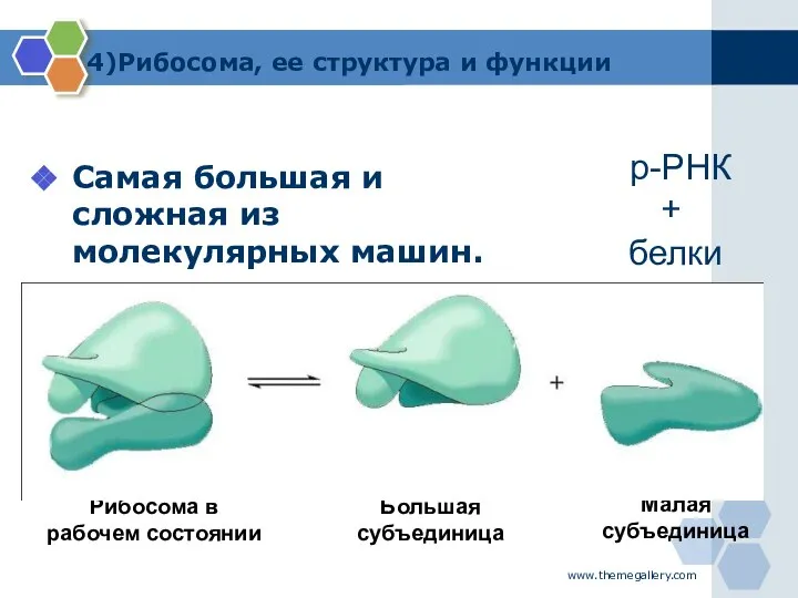 www.themegallery.com Самая большая и сложная из молекулярных машин. Большая субъединица Малая