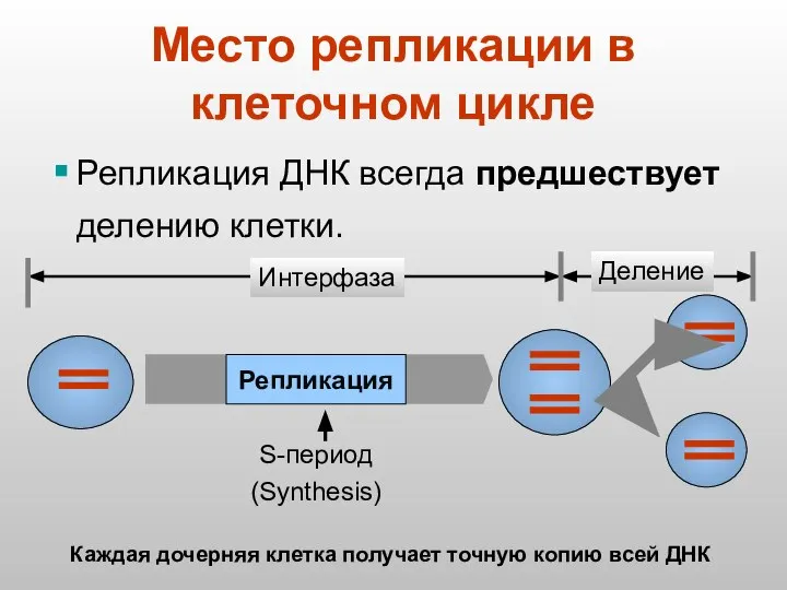 Место репликации в клеточном цикле Репликация ДНК всегда предшествует делению клетки.